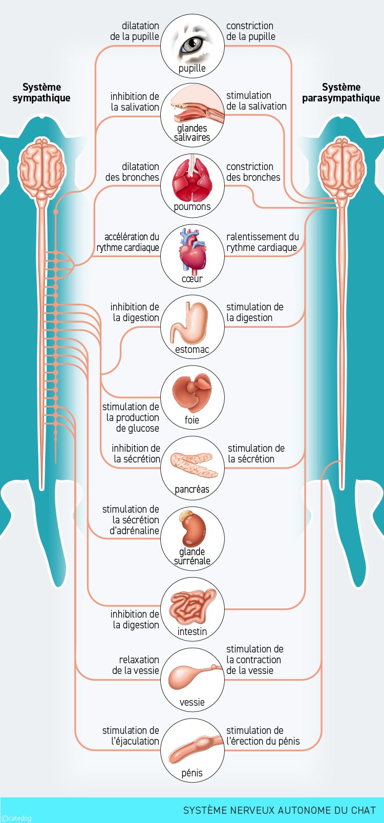 Anatomie du système nerveux autonome du chat
