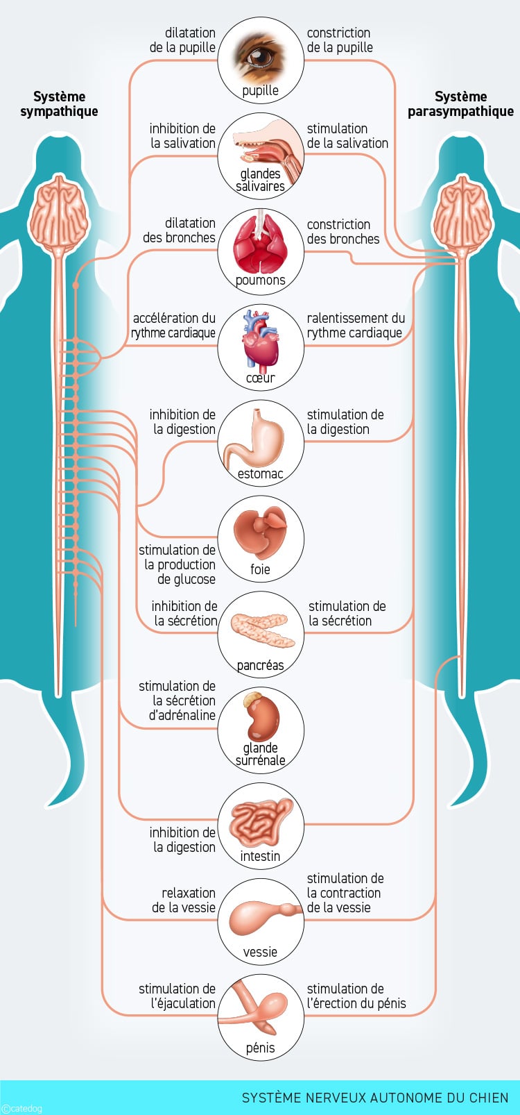 Anatomie du système nerveux autonome du chien