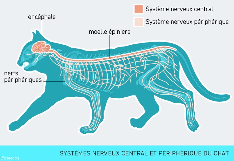 Anatomie du système nerveux central et périphérique du chat