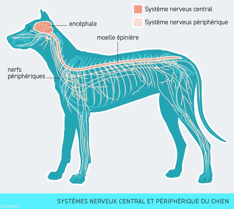 Anatomie du système nerveux central et périphérique du chien