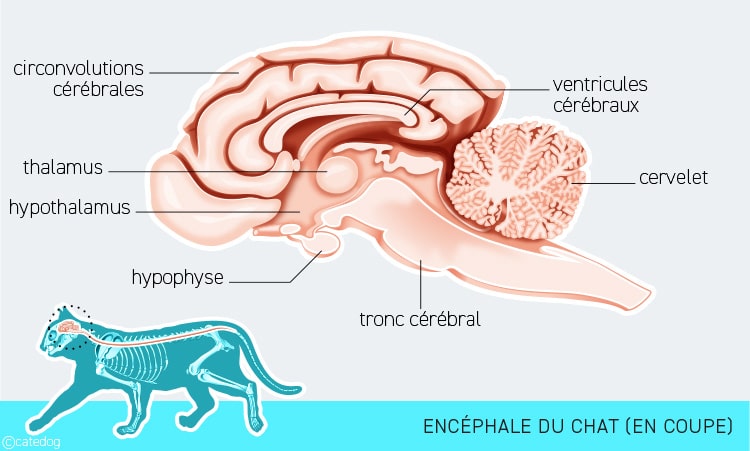 Anatomie du système nerveux et encéphale ou cerveau du chat