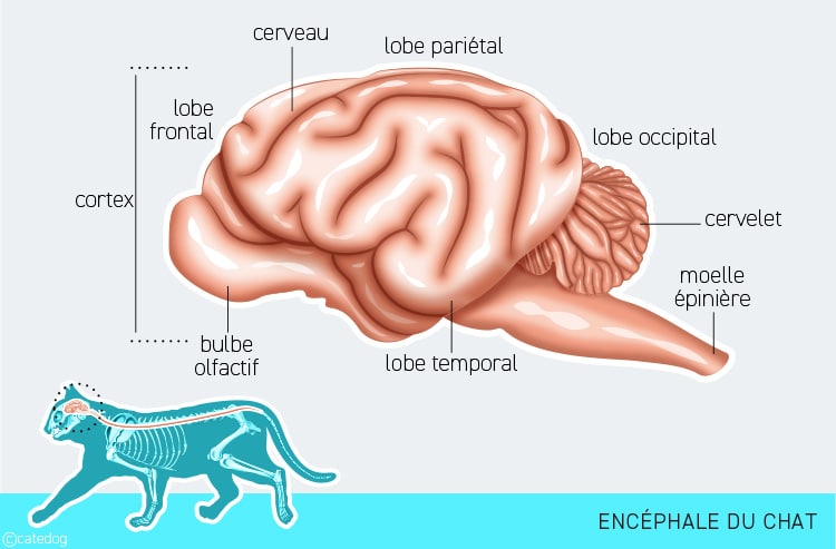 Anatomie du système nerveux et encéphale ou cerveau du chat