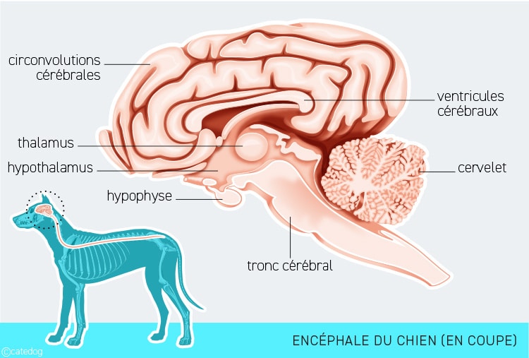 Anatomie du système nerveux et encéphale ou cerveau du chien