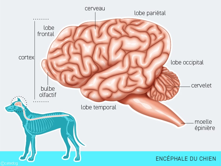 Anatomie du système nerveux et encéphale ou cerveau du chien