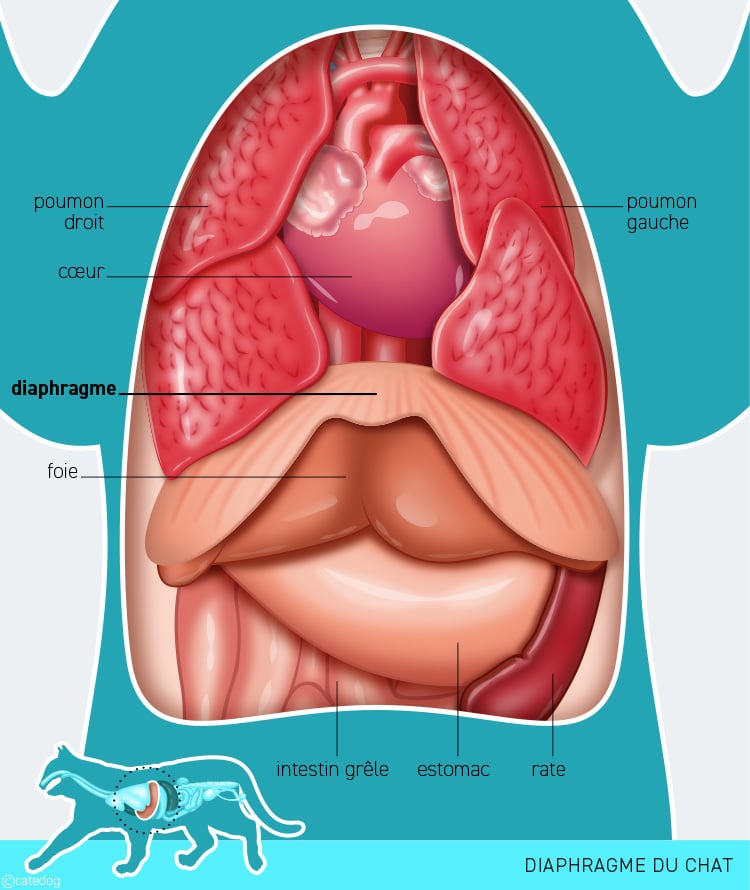 Anatomie du système système respiratoire et diaphragme du chat
