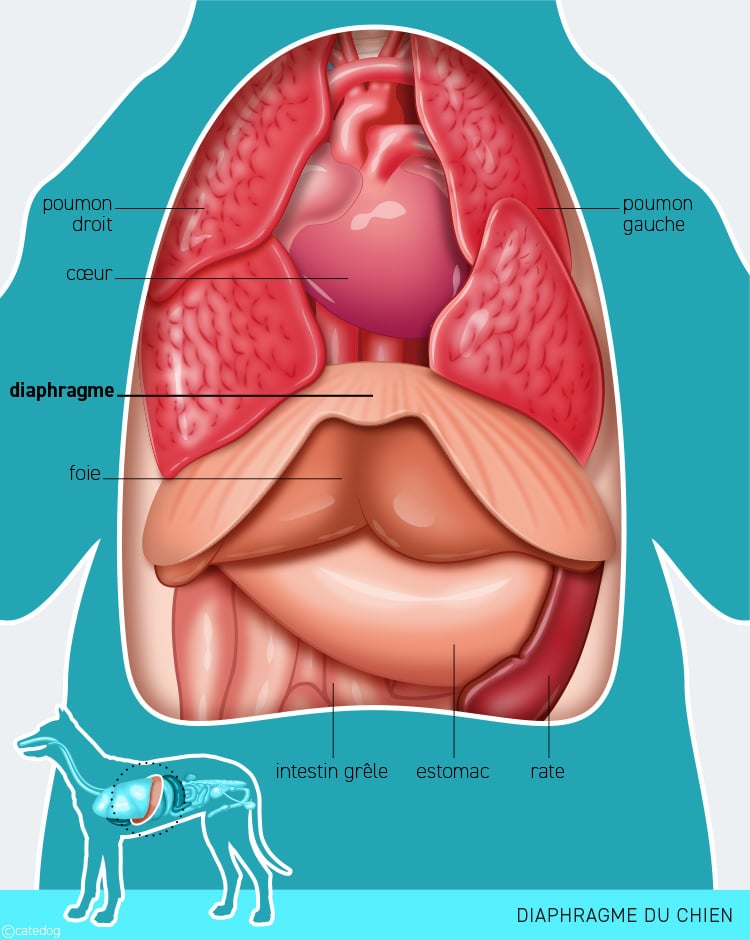 Anatomie du système système respiratoire et diaphragme du chien