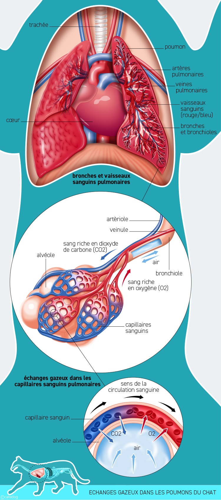 Anatomie du système système respiratoire et échanges gazeux dans les poumons du chat