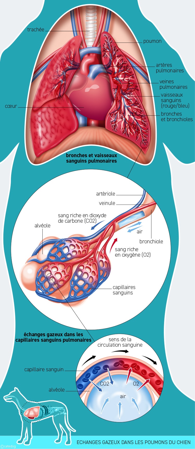 Anatomie du système système respiratoire et échanges gazeux dans les poumons du chien
