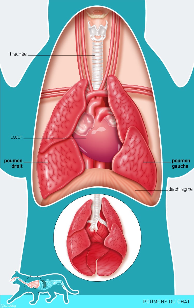Anatomie du système système respiratoire et poumons du chat