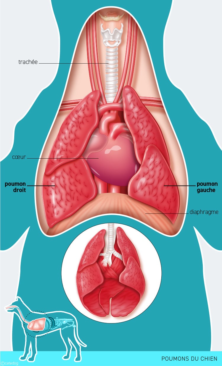 Anatomie du système système respiratoire et poumons du chien