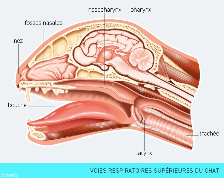 Anatomie du système système respiratoire supérieur du chat