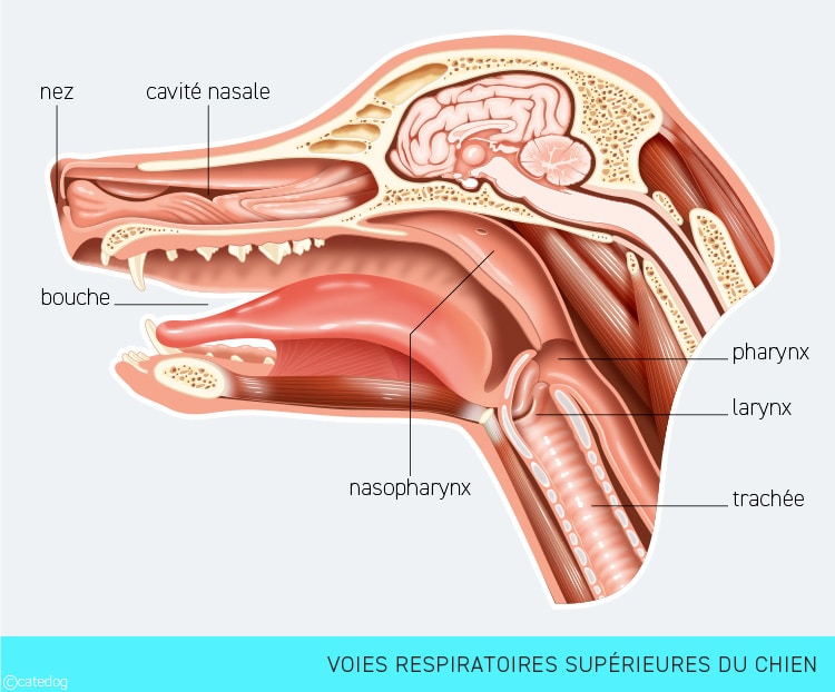 Anatomie du système système respiratoire supérieur du chien