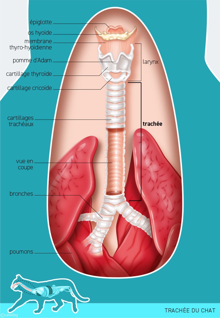 Anatomie du système système respiratoire et trachée du chat