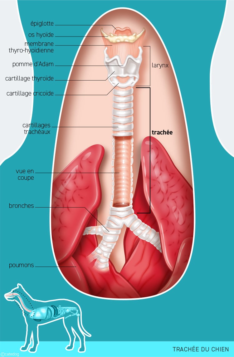 Anatomie du système système respiratoire et trachée du chien