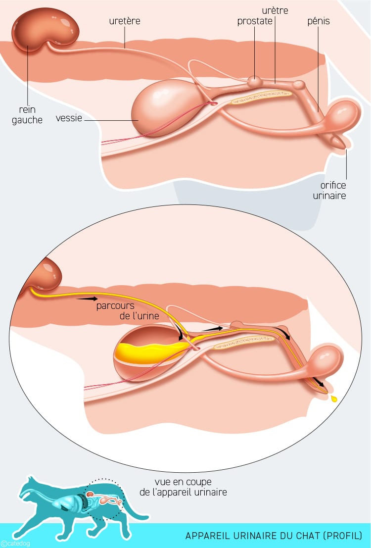 Anatomie du système urinaire du chat