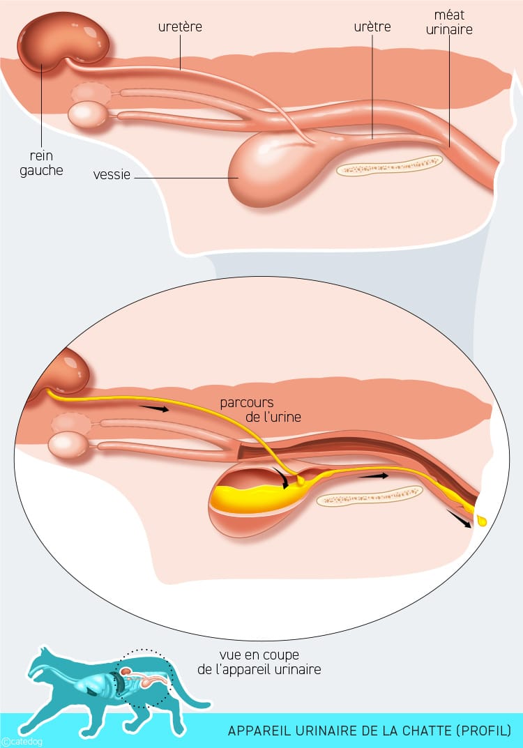 Anatomie du système urinaire de la chatte