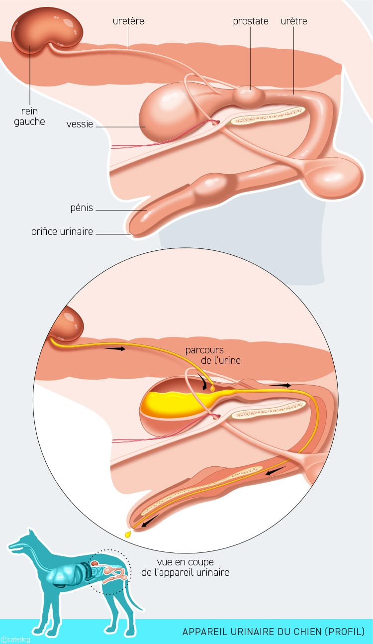 Anatomie du système urinaire du chien
