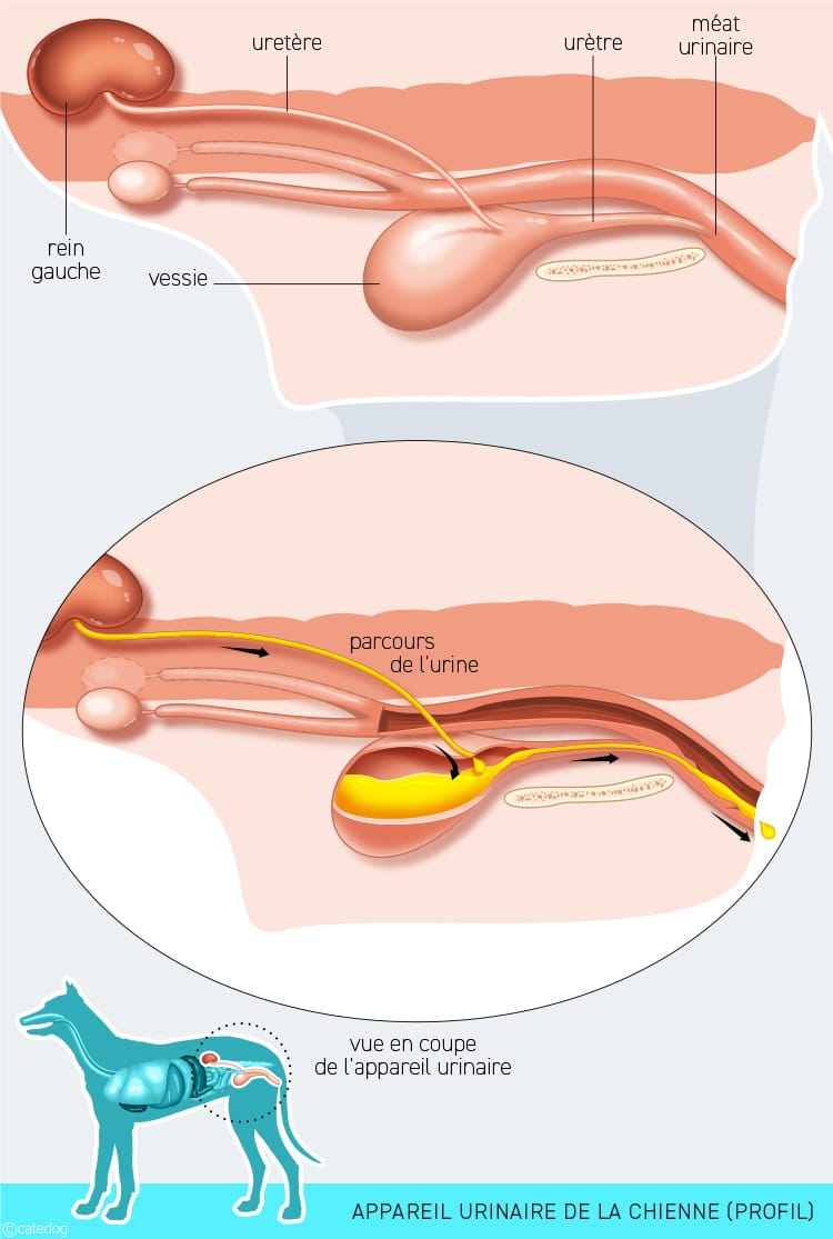 Anatomie du système urinaire de la chienne