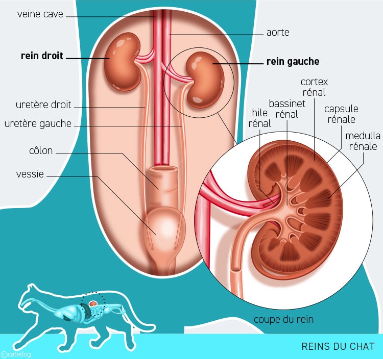 Anatomie du système urinaire et reins du chat
