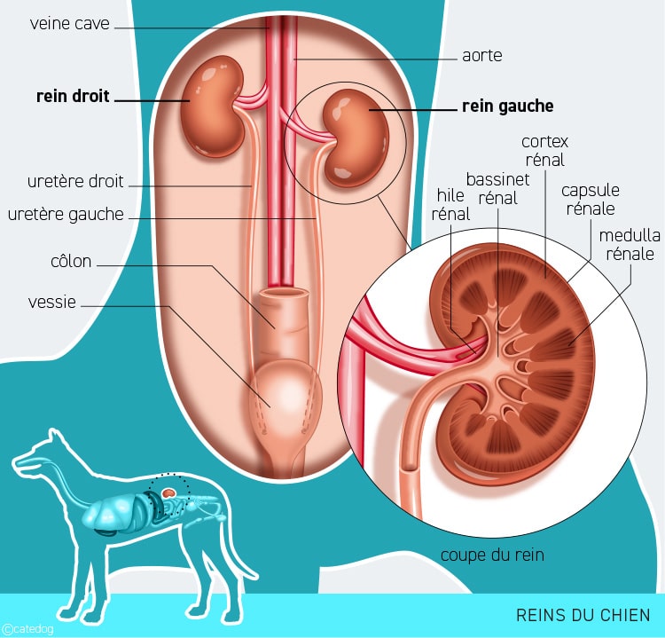 Anatomie du système urinaire et reins du chien
