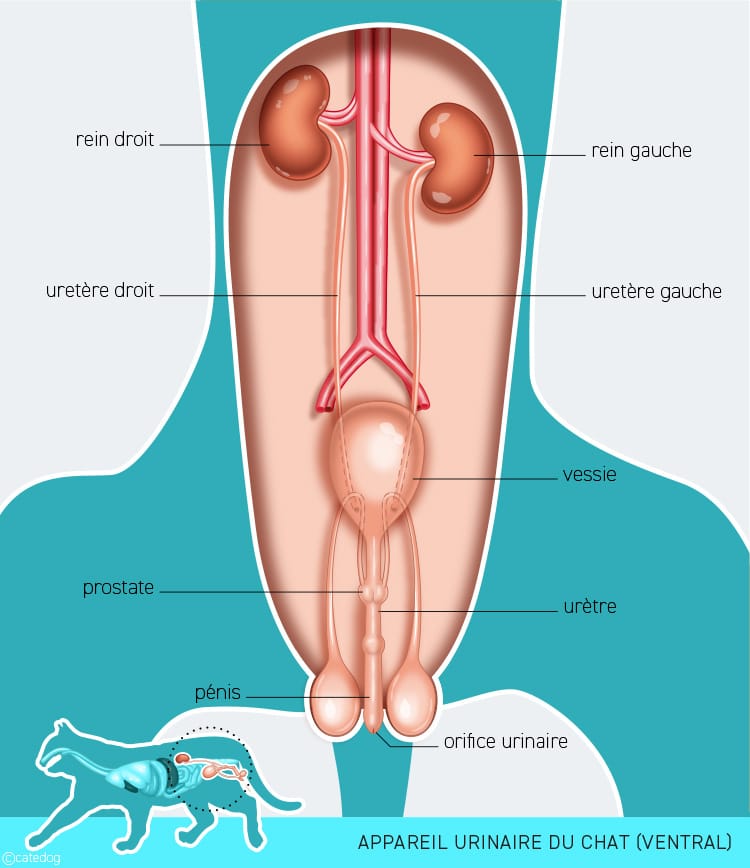 Anatomie du système urinaire du chat