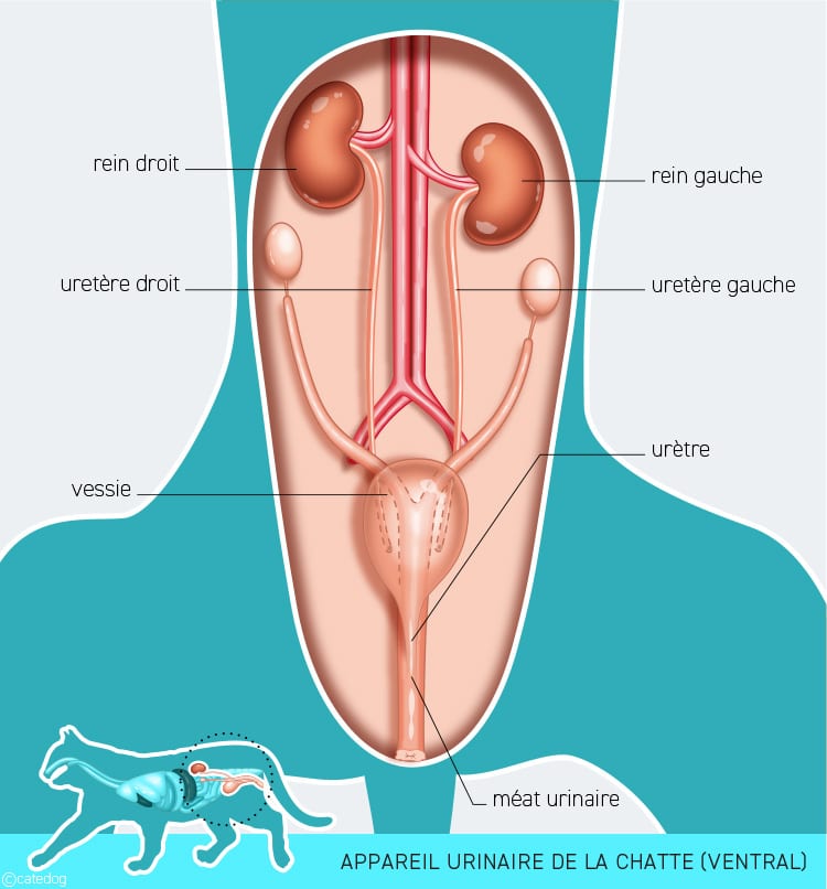 Anatomie du système urinaire de la chatte