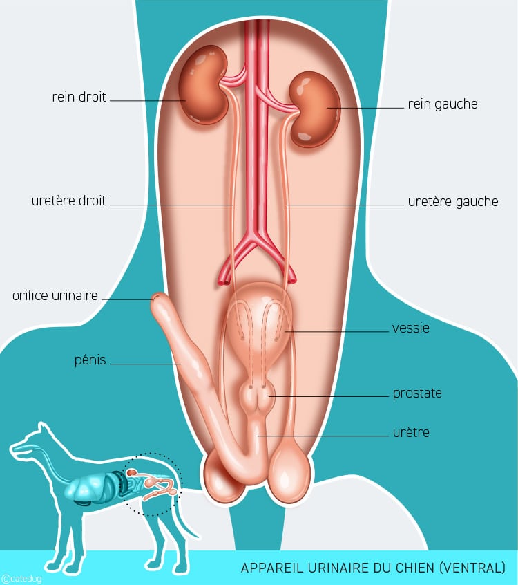 Anatomie du système urinaire du chien