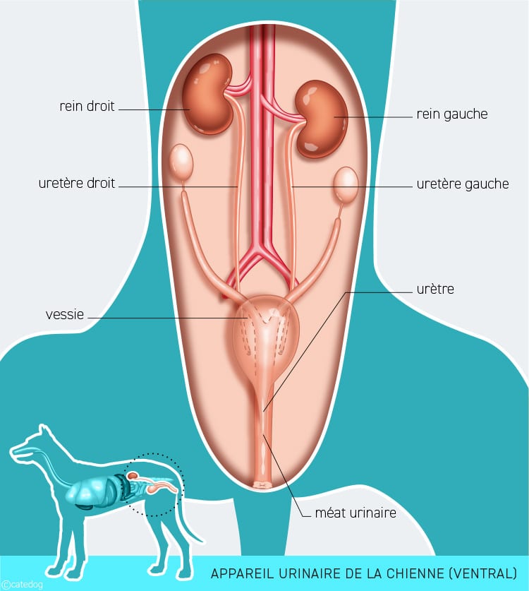 Anatomie du système urinaire de la chienne