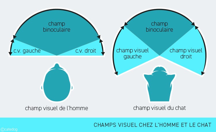 Anatomie du système visuel et champ visuel du chat