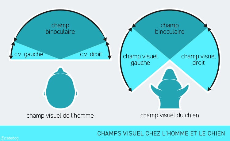 Anatomie du système visuel et champ visuel du chien