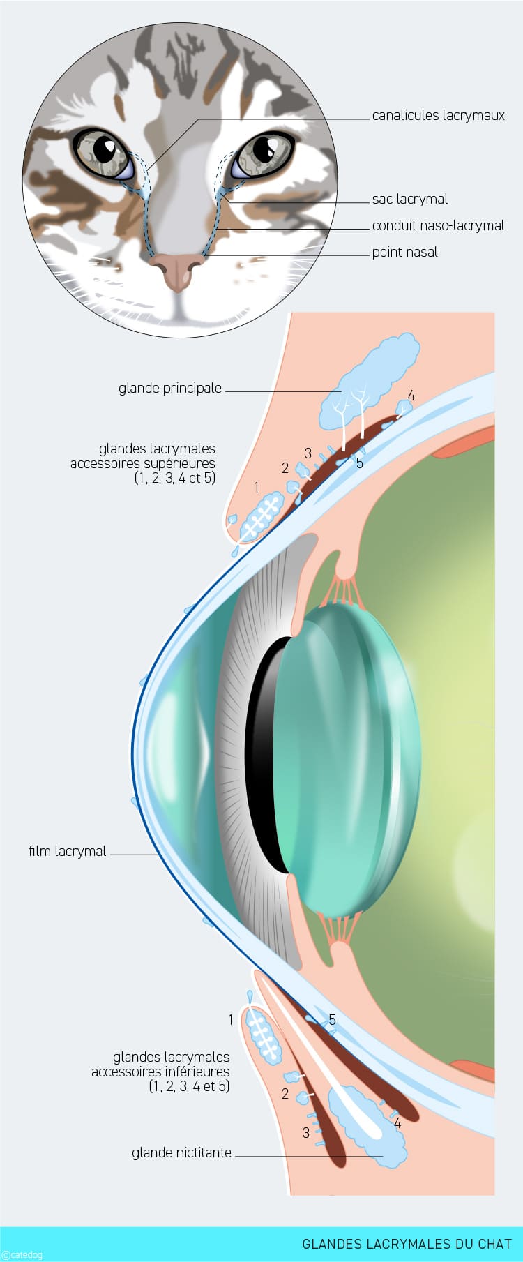 Anatomie du système visuel et glandes lacrymales chez le chat