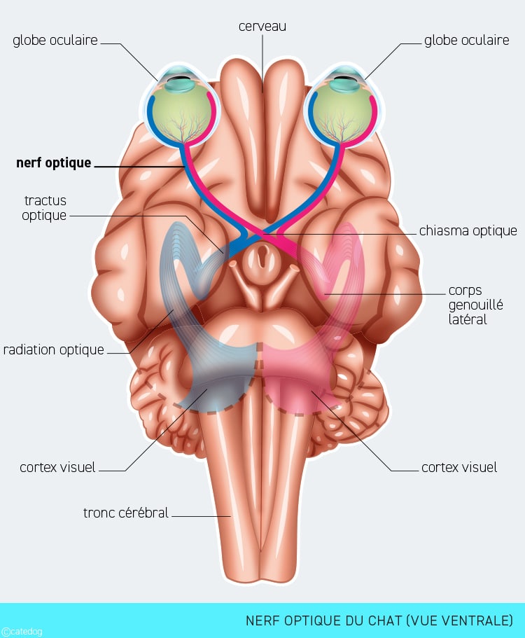 Anatomie du système visuel et nerf optique du chat