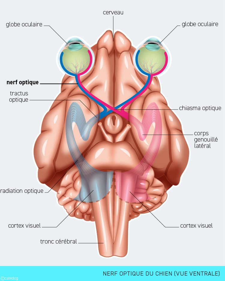 Anatomie du système visuel et nerf optique du chien
