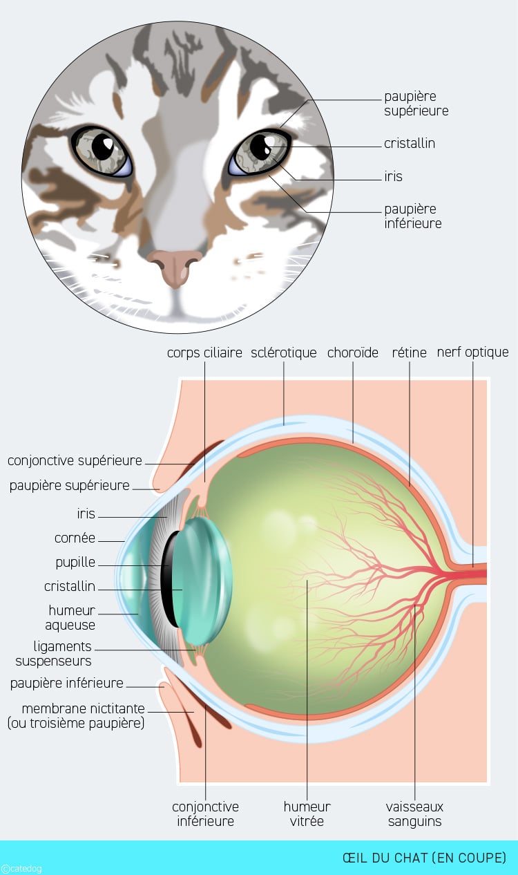 Anatomie du système visuel et œil du chat en coupe