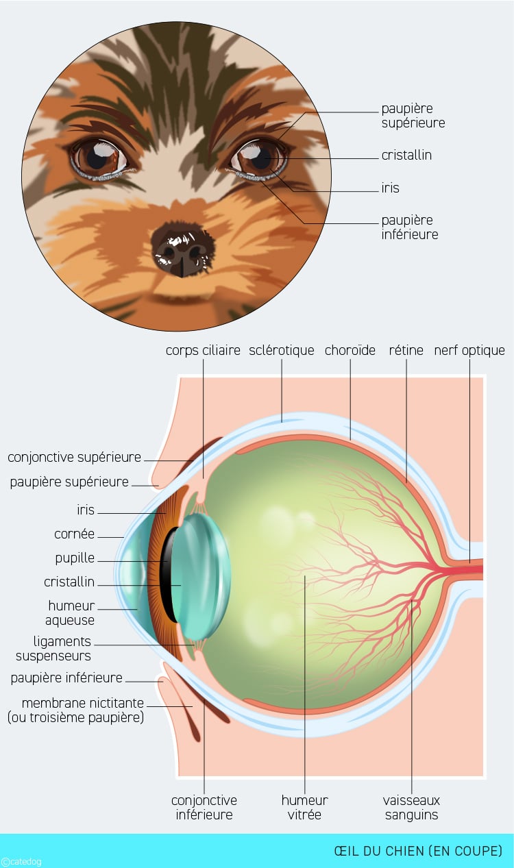 Anatomie du système visuel et œil du chien en coupe