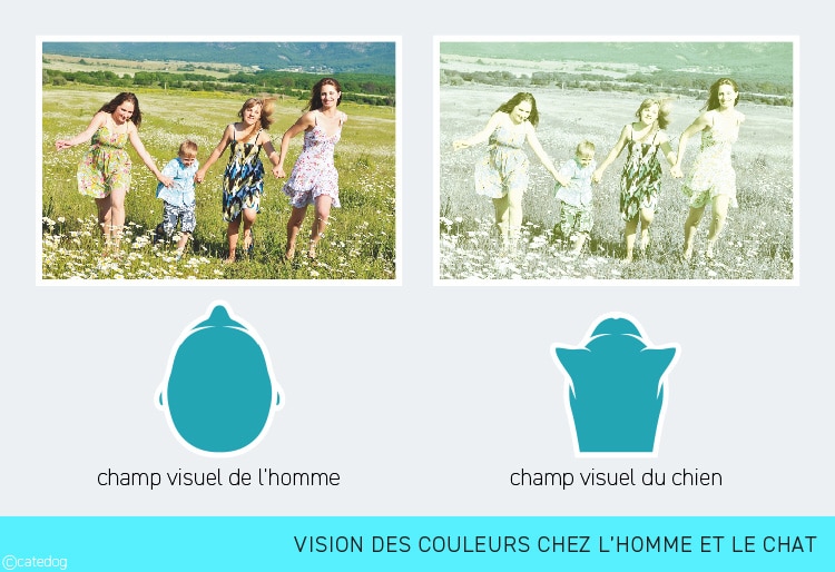 Anatomie du système visuel et vision des couleurs chez le chat