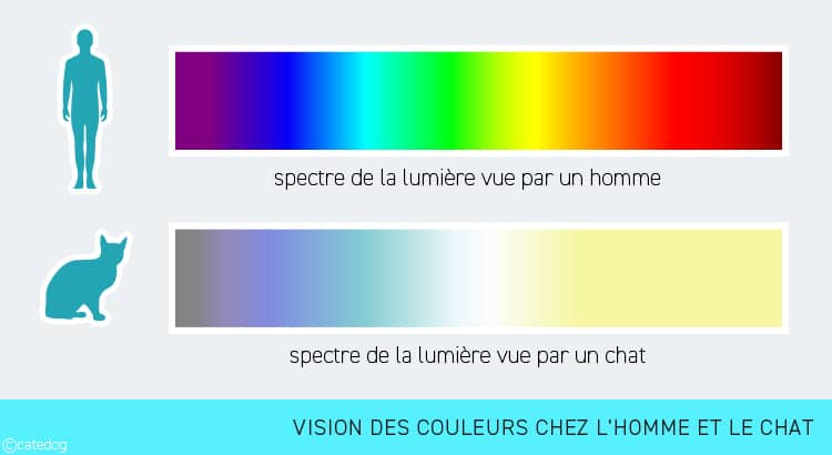 Anatomie du système visuel et vision des couleurs chez le chat