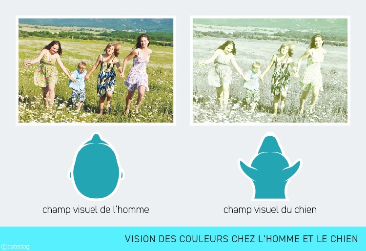 Anatomie du système visuel et vision des couleurs chez le chien