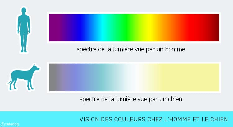 Anatomie du système visuel et vision des couleurs chez le chien