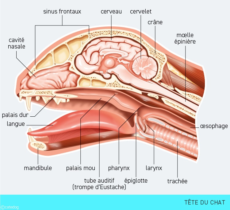 Anatomie de la tête du chat