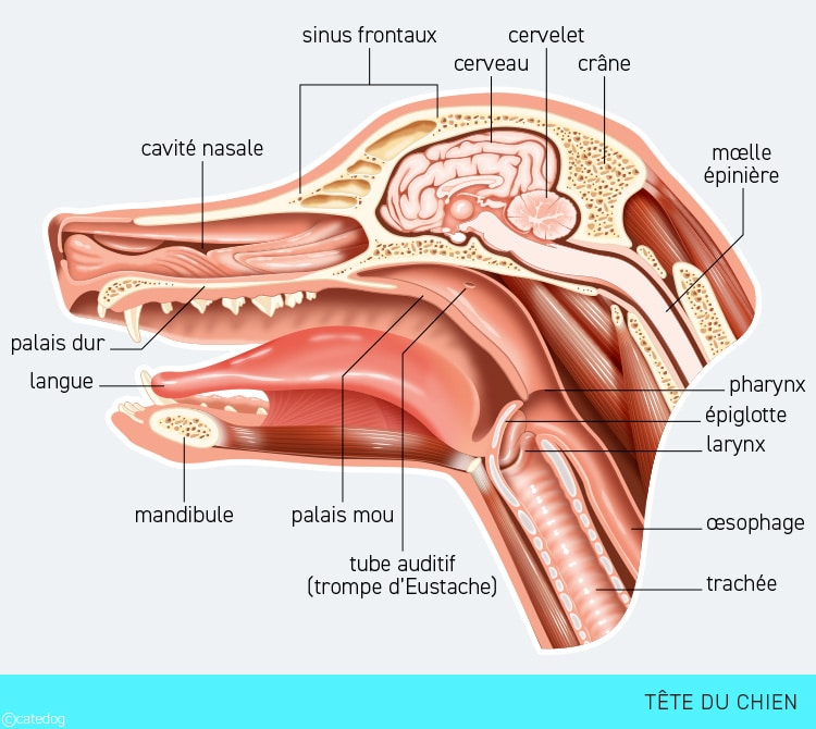 Anatomie de la tête du chien
