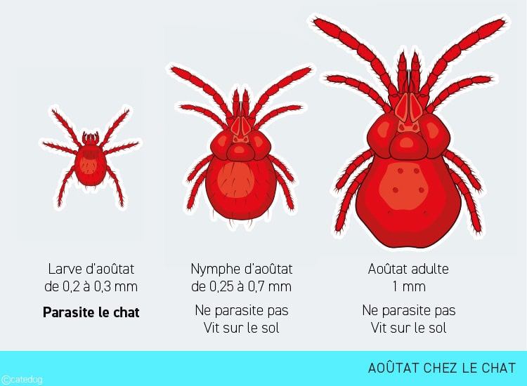 Larve d'aoûtat, nymphe et aoûtat adulte chez le chat