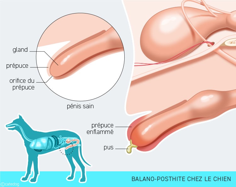 Balanoposthite chez le chien avec le pénis ou zizi qui coule du pus jaune