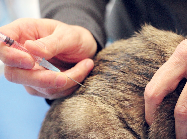 Déroulement d'une castration du chat effectuée par un vétérinaire