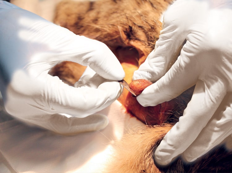 Déroulement d'une castration du chat effectuée par un vétérinaire