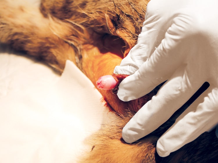 Déroulement d'une castration du chat effectuée par un vétérinaire