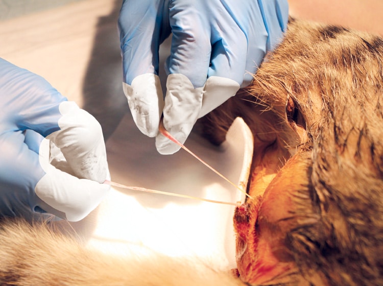 Déroulement d'une castration du chat effectuée par un vétérinaire