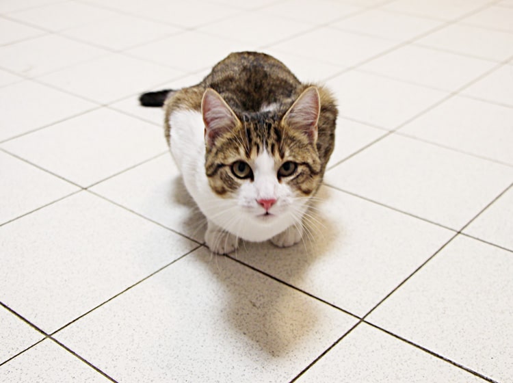 Déroulement d'une castration du chat effectuée par un vétérinaire
