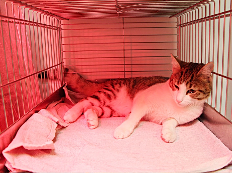 Déroulement d'une castration du chat effectuée par un vétérinaire