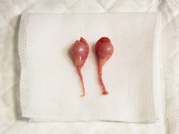 Déroulement d'une castration du chat effectuée par un vétérinaire